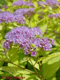 Japonska mala zlatolistna medvejka (Spiraea japonica 'Golden Princess')