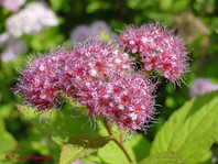 Japonska zlatolistna medvejka (Spiraea japonica 'Goldflame')