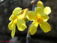 Jasminum nudiflorum