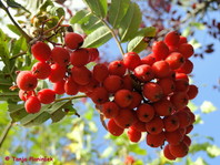 Plodovi jerebike (Sorbus aucoparia) v gozdu predstavljajo hrano za ptice, srnjad in jelenjad