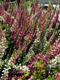 Jesenska resa (Calluna vulgaris)