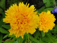 Lepe očke (C. grandiflora 'Early Sunrise') so bogato in dolgo cvetoče trajnice