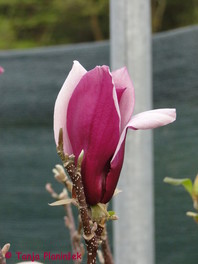 Magnolia liliflora 'Nigra'