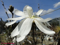 Magnolia stellata