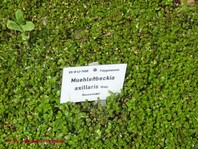 Muehlenbeckia axillaris