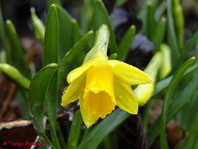 Narcissus sp.