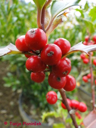 Pri navadni bodiki (Ilex aquifolium) razvije plodove samo ženska rastlina