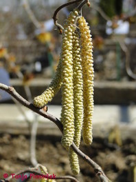 Navadna leska (Corylus avellana)