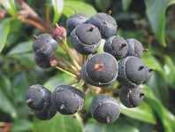 Ptiči se hranijo s plodovi navadnega bršljana (Hedera helix) in tako raznašajo seme
