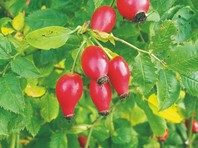Navadni šipek (Rosa canina) poleg vira hrane predstavlja tud varno mesto za gnezdenje pticam