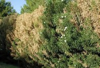 Slika 5: Okužba s Xylella fastidiosa na oleandru (vir: EPPO)