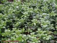 Pachysandra terminalis (ižandre, debelačka)