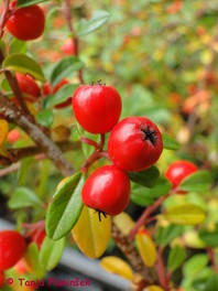 Panešplja (Cotoneaster sp.) predstavlja pomembno jesensko kot tudi zimsko hrano za ptice