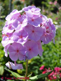 Phlox paniculata 'Adessa Special Pink'