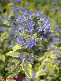 Pisanolistni bradatec (Caryopteris clandonensis 'Summer Sorbet')