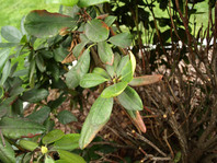 Poškodbe na sleču (Rhododendron sp.) zaradi fitoftorine sušice vej