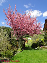 Prunus serrulata 'Kanzan'