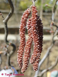 Rdeča zvita leska (Corylus avellana 'Red Majestic')