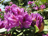 Rhododendron sp.