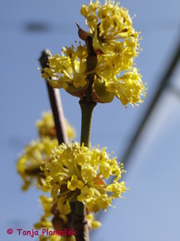 Rumeni dren (Cornus mas)