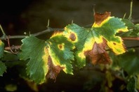 Slika 3: Začetek okužbe z bakterijo Xylella fastidiosa (vir: EPPO)