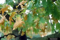 Slika 6: Okužba z Xylella fastidiosa na rdečem hrastu (Quercus rubra) (vir: NIB)