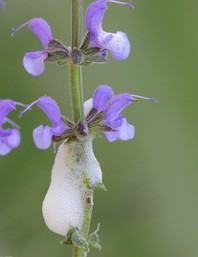Slika 1: Izločki ličinke navadne slinarice - Phylaenus spumatius (foto: G. Seljak)
