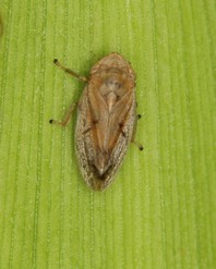 Slika 2: Navadna slinarica (Phylaenus spumatius) (foto: G. Seljak)
