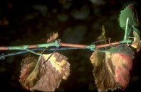 Slika 4: Močna okužba - propad vinske trte okužene z Xylella fastidiosa (vir: EPPO)