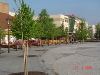 Drevesa okoli trga (Nitra, Slovaška)