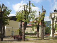 Napačno obrezana (obglavljena) drevesa ne morejo zagotoviti dovolj sence, zadržati prašnih delcev, zmanjšati hrupa, čez čas pa bodo postala tudi nevarna za ljudi in okolico (Muta, Slovenija)