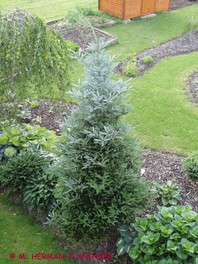 Abies koreana 'Silberlocke'