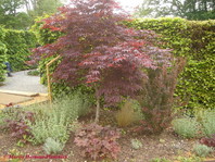 Acer palmatum 'Atropurpureum'