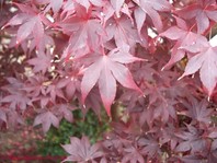 Acer palmatum 'Bloodgood'