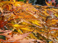 Acer palmatum 'Dissectum'