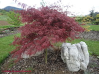 Acer palmatum 'Dissectum Atropurpureum'