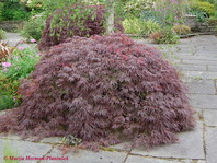 Acer palmatum 'Dissectum Garnet'