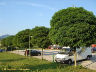 Akacija (Robinia pseudoacacia 'Umbraculifera') ne cveti in je zato veliko krat zaželena ob kakšnih parkiriščih ali za drevorede.