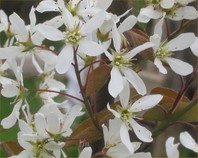 Amelanchier lamarckii (šmarna hrušica)