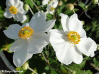 Anemone hybrida 'Honrine Jobert'
