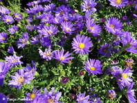 Aster novi-belgii 'Samoa' (sin. A. dumosus 'Samoa')