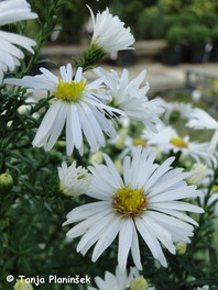 Aster novi-belgii 'Kristina' (sin. A. dumosus 'Kristina')