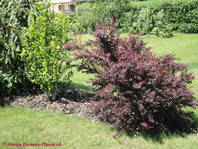 Berberis thunbergii 'Atropurpurea'