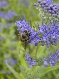 Vijolično cvetočega bradatca (Caryopteris incana) imajo zelo rade čebele