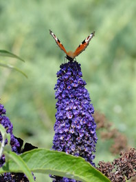 Buddleja davidii (metuljnik), ki nosi v vrstnem imenu ime po francoskem misijonarju in zbiratelju rastlin Abbéju Jeanu Pierru Armandu Davidu (1826 – 1900).