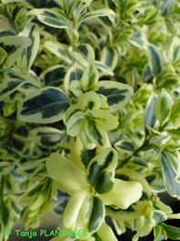 Buxus sempervirens 'Suffruticosa Variegata'