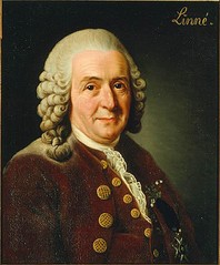 Utemeljitelj uporabe strokovnih imen rastlin je bil švedski botanik, zdravnik in zoolog Carl Linné (1707 – 1778).