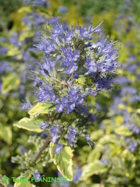 Caryopteris clandonensis 'Summer Sorbet'