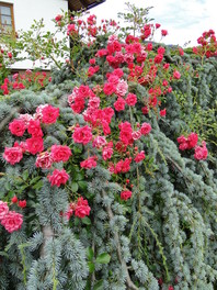 Lepa kontrastna kombinacija z povešavo cedro (Cedrus atlantica 'Glauca Pendula'), ki ima sive iglice in pokrovno vrtnico (Rosa 'Haidetraum'), ki ima rožnate cvetove