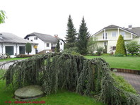 Cedrus atlantica (libani) 'Glauca Pendula'